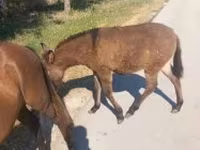 Mare, Horses — photo 2