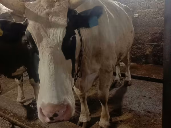 Tehén, Simmental cattle