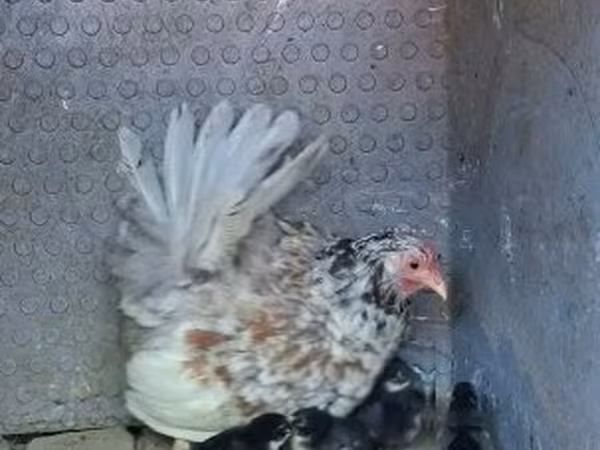 Chickens — Maďarsko