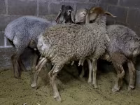 公羊, Sheep — 照片 2