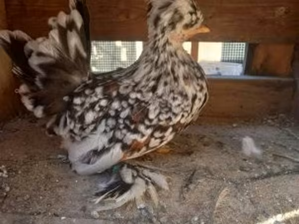 Chickens — Magyarország