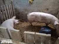 Sow, Pigs — photo 2