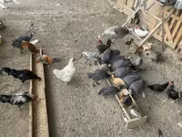 Turkeys — 1. fotó