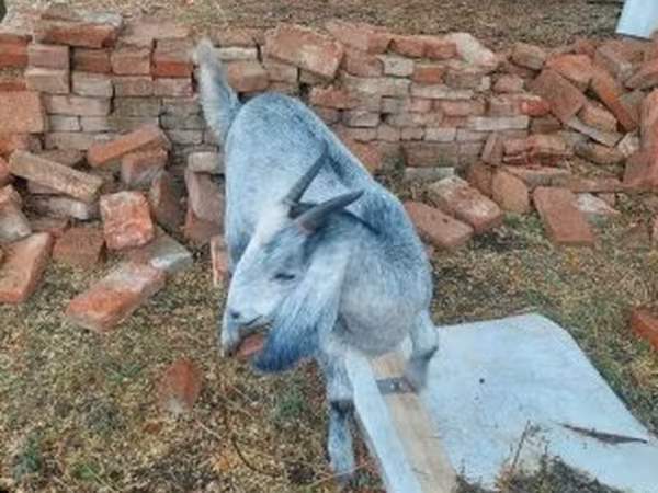 Nőstény kecske, Nubian Goat