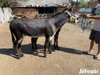 Horse (M), Horses — photo 2