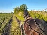 घोड़ा, Nonius horse — फ़ोटो 1
