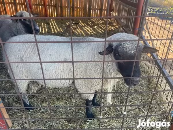 Kos, Shroshire sheep — Magyarország