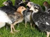Chickens — photo 2