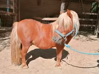Cheval, Shetland Pony — photo 3