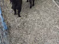 Goats (batch, sex not specified), Goats — photo 3