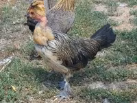 Chickens — 3. fotó