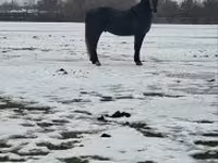 公马, Lipizzaner — 照片 1