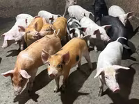Sow, Pigs — photo 1