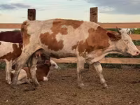Vaca, Swiss cattle — foto 6