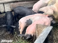 Süldőanya, Sertések — 2. fotó