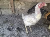 Chickens — الصورة 4