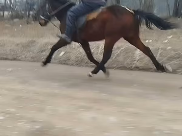 Koń, Konie