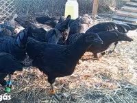 Ayam Cemani — 8. fotó