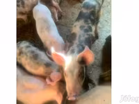 Boar, Pigs — photo 1
