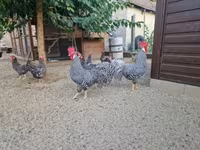 Chickens — फ़ोटो 2