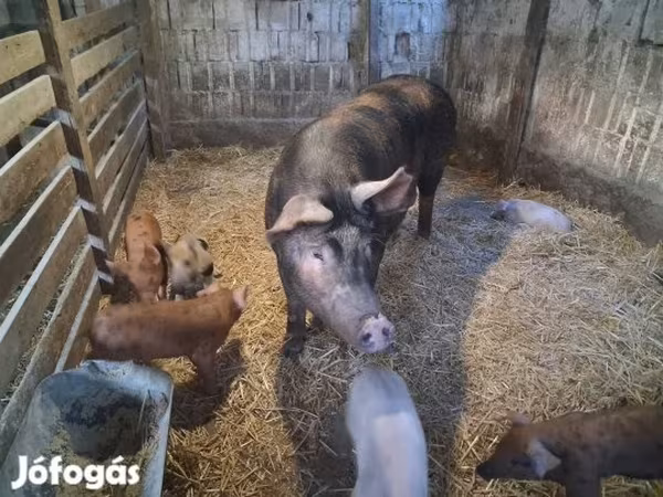 Süldőanya, Sertések