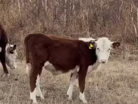 Taureau, Vache kazakhe à tête blanche — photo 5