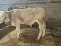 Bulle, Simmental cattle — Foto 1