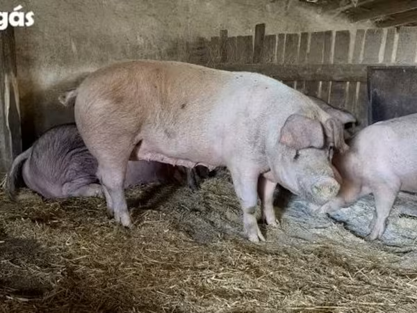 Sow, Крупная белая