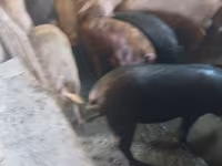 Boar, Pigs — photo 4