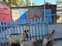 Koza, Kozy — foto 3