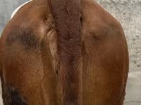 بقرة, Simmental cattle — الصورة 4
