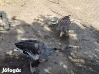 Geese — الصورة 3