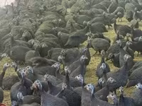 Guinea fowl — photo 5