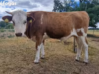 بقرة, Simmental cattle — الصورة 4