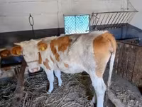 Tehén, Simmental cattle — 5. fotó