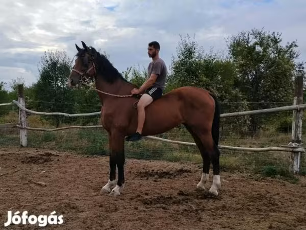 Hing, Dutch warmblood horse