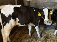 Bika, Holstein fajta — 3. fotó