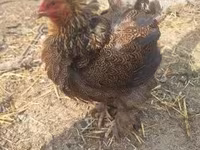 Chickens — foto 5