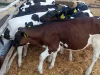 Toro, Ganado vacuno — foto 1