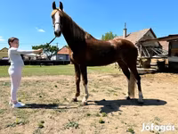 Yegua, Dutch warmblood horse — foto 3