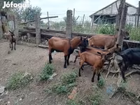 公山羊, Alpine goat — 照片 2