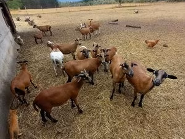 Kos, Cameroon sheep — Magyarország