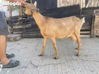 Goat, Goats — photo 2