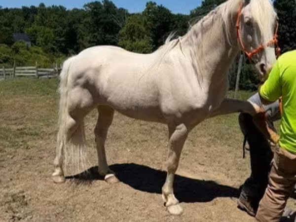 घोड़ा, Kentucky mountain daddle horse
