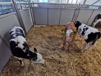 Tehén, Simmental cattle — 5. fotó