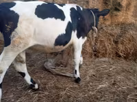 Toro, Russian Black pied cattle — foto 6