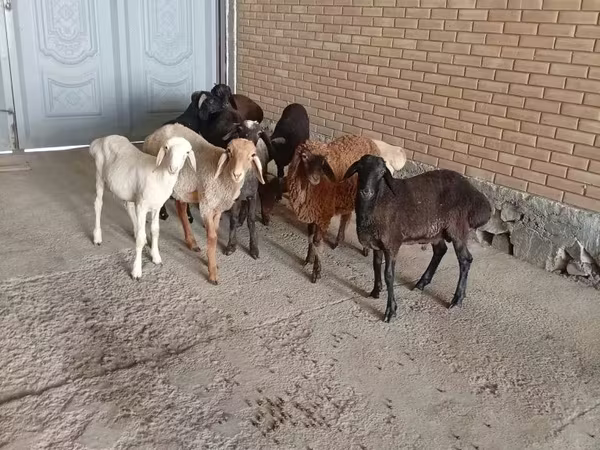 Sheep (batch, sex not specified), Sheep
