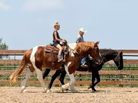 Hengst, Pinto horses — Foto 7