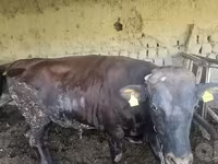 Bika, Red Estonian cattle — 7. fotó