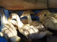 Chickens — 2. fotó
